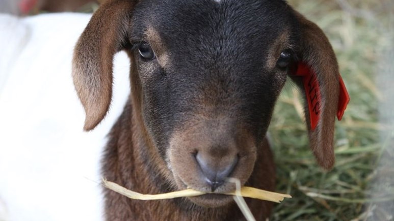 All #StockTheft cases should be reported to SAPS All #StockTheft cases should be reported to SAPS | News Article