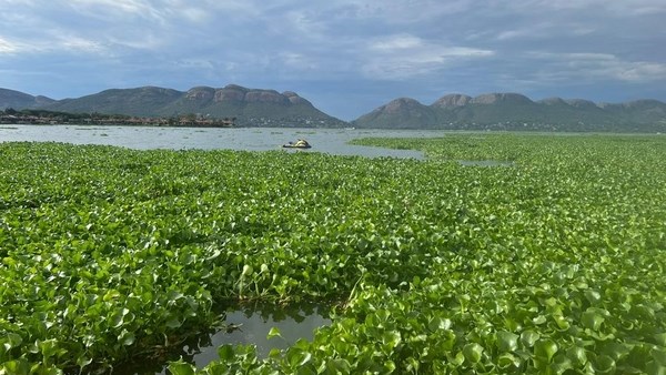 Boaters warned about water hyacinths on Hartbeespoort dam Boaters warned about water hyacinths on Hartbeespoort dam | News Article