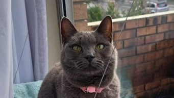 Die kat kom weer – ná dae lange soektog in Bloemfontein Die kat kom weer – ná dae lange soektog in Bloemfontein | News Article