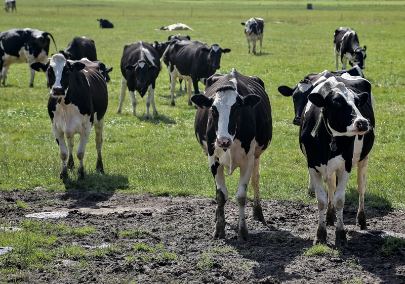 Landbounuus-podcast: Interne ondersoek ná berigte van dieremishandeling by Vrede | News Article