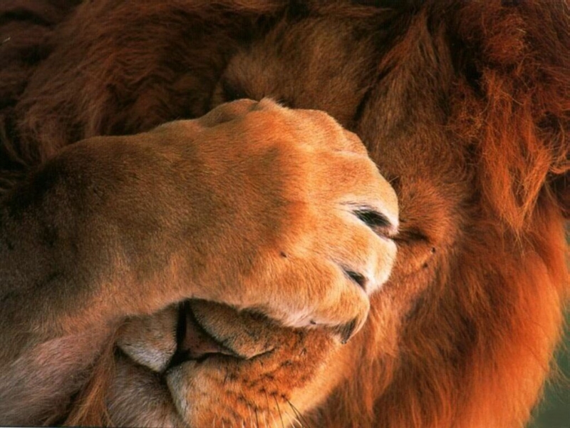 Duo to reappear in court for possession of lion's head | News Article