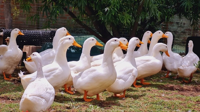 Duck farming – a good cash-flow business | News Article
