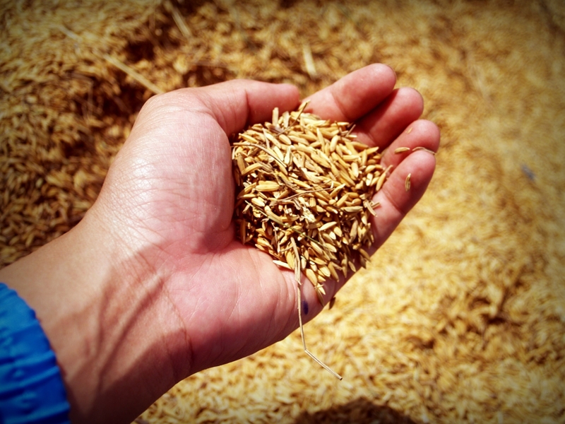 Agri-uur: Jongste Safex-nuus | News Article
