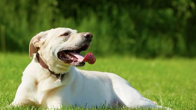 Jou hond het beskerming nodig in dié hitte Jou hond het beskerming nodig in dié hitte | News Article