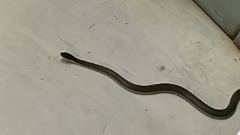 Snake remains free inside Free State health facility | News Article