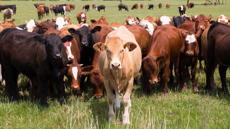 DA questions progress of FMD vaccine factory in South Africa | News Article