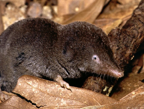 Dozens in China infected with Langya virus found in shrews | News Article