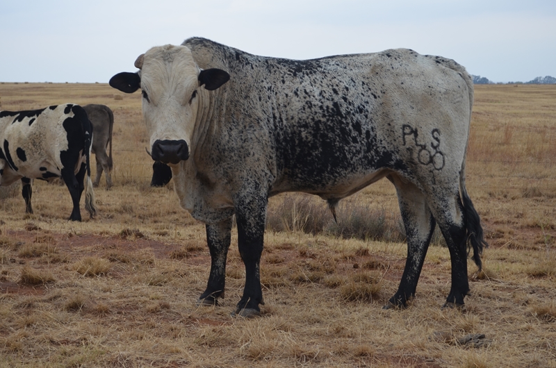 Hier is vandeesweek se lewendehawe pryse | News Article