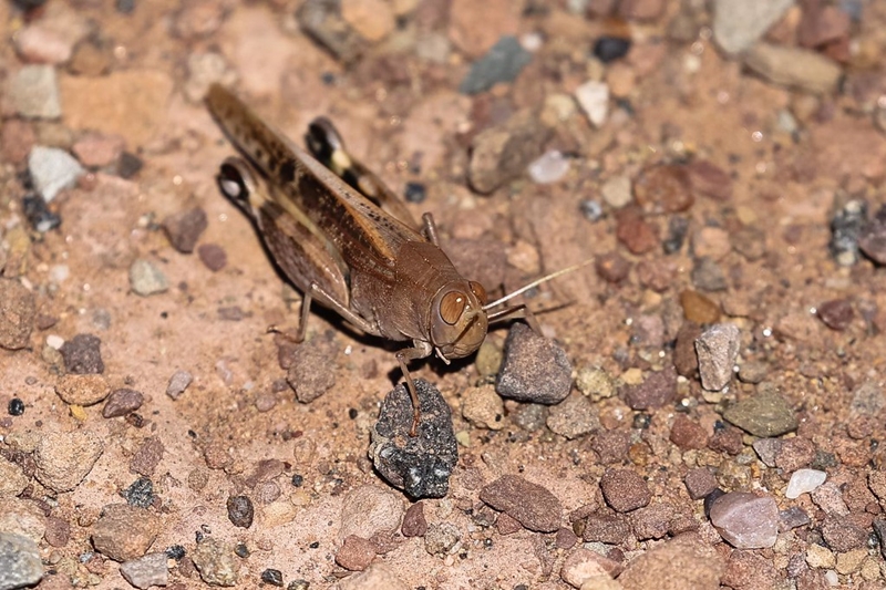 Swarms of brown locusts reported in FS | News Article