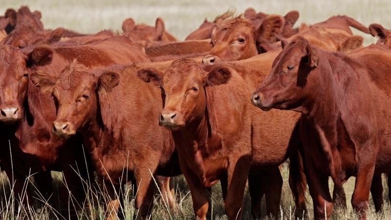 Bek-en-klouseer: Vrystaat Landbou waarsku oor biosekuriteit ná Kroonstad-geval Bek-en-klouseer: Vrystaat Landbou waarsku oor biosekuriteit ná Kroonstad-geval | News Article