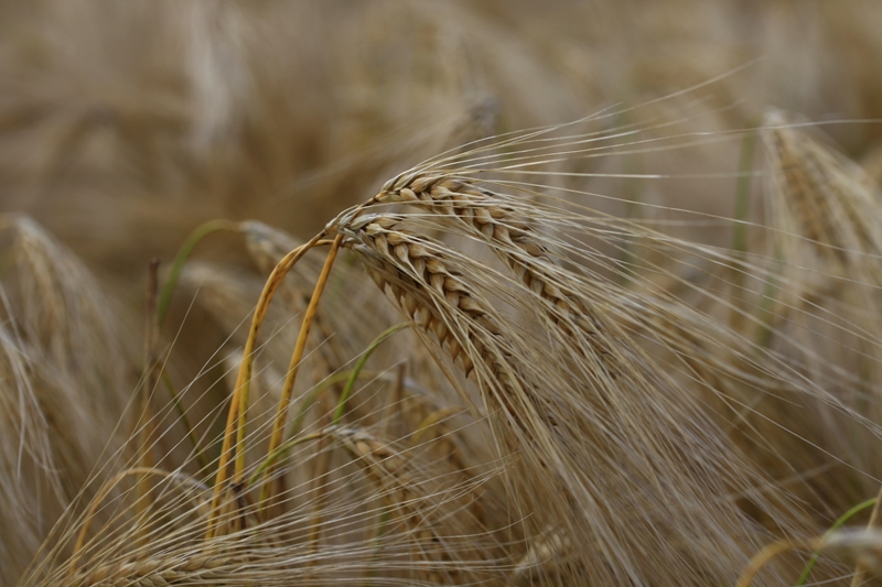 Agri-uur: Jongste Safex-nuus | News Article