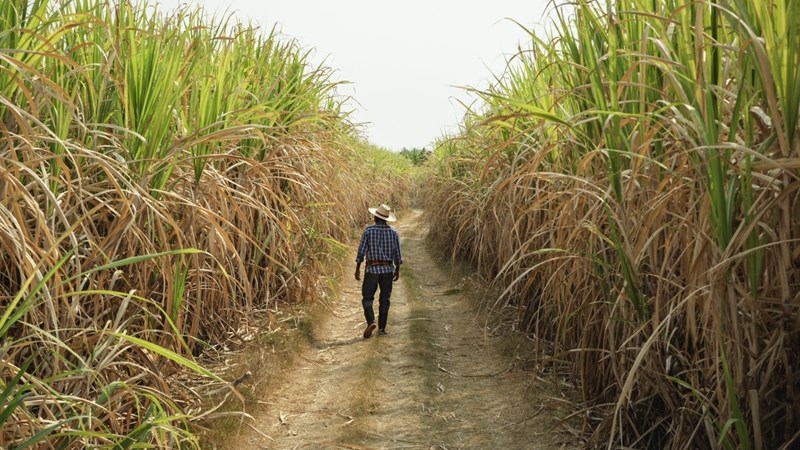 Tariff uncertainty threatens sugar industry Tariff uncertainty threatens sugar industry | News Article