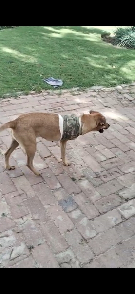 Virginia SPCA appoints man who walked 15km to save his dog