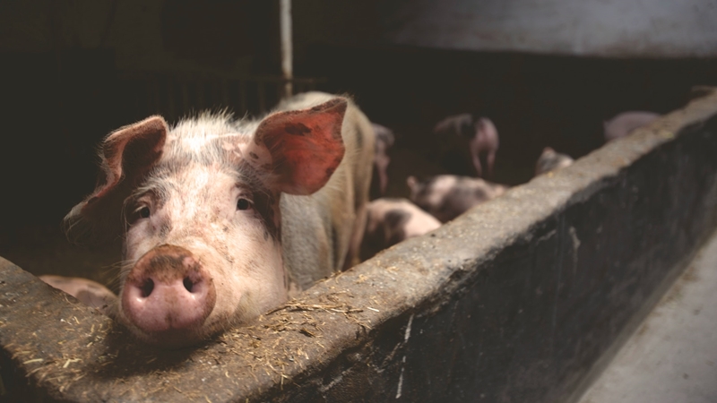 What’s new in Farmer’s Weekly? | News Article