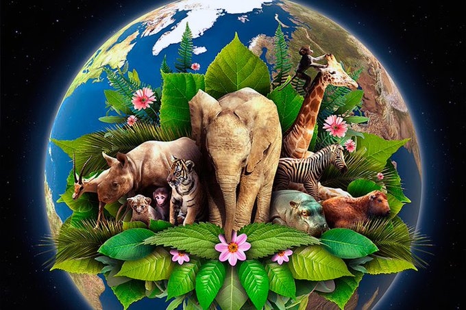 Animal populations faced a ‘very sharp decline’ since 1970 | News Article