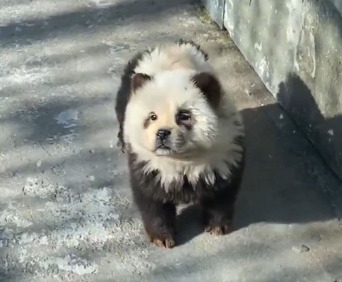 Dieretuin verf honde om na pandas te lyk | News Article