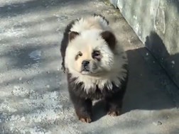 Dieretuin verf honde om na pandas te lyk | News Article