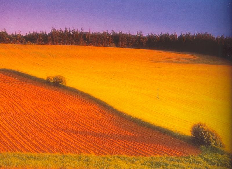 Landbounuus-podcast: Aanplantingsvoornemens vir 2021/22 bekend gemaak | News Article
