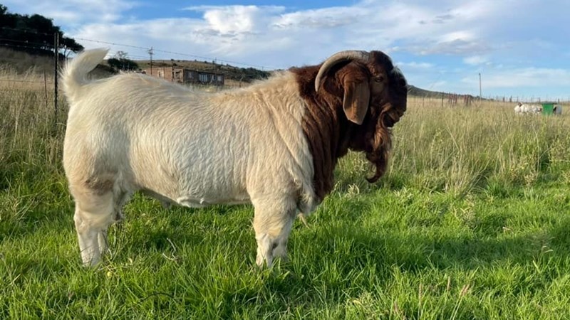 Die vraag in Suid-Afrika na boerbokke neem toe  | News Article