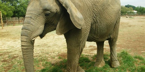 Bfn's lonely elephant will soon find new home Bfn's lonely elephant will soon find new home | News Article