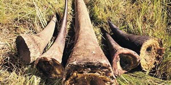 DA wants NW conservation MEC axed for escalating rhino poaching | News Article