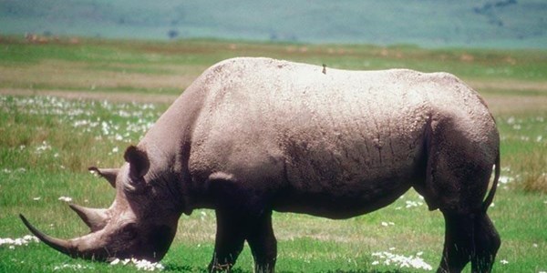 Environmental dept slams latest rhino killings Environmental dept slams latest rhino killings | News Article