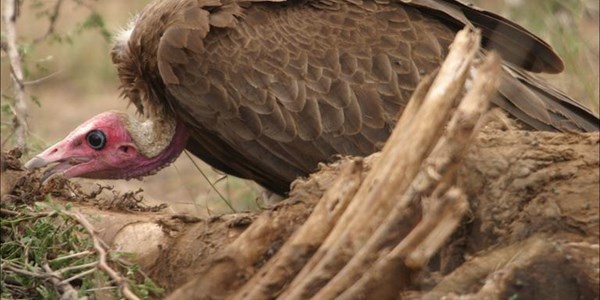Zim poachers poison vultures to hide tracks | News Article
