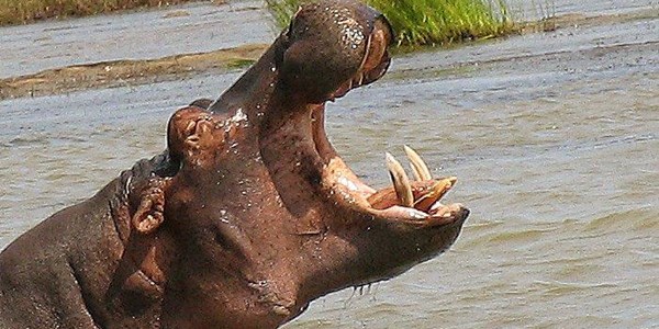 Man killed by hippo in Limpopo Man killed by hippo in Limpopo | News Article