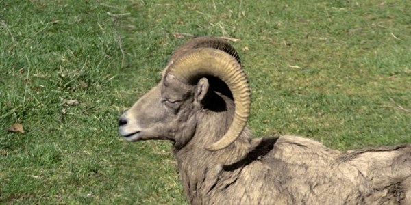 NW farmer arrested for stock theft NW farmer arrested for stock theft | News Article