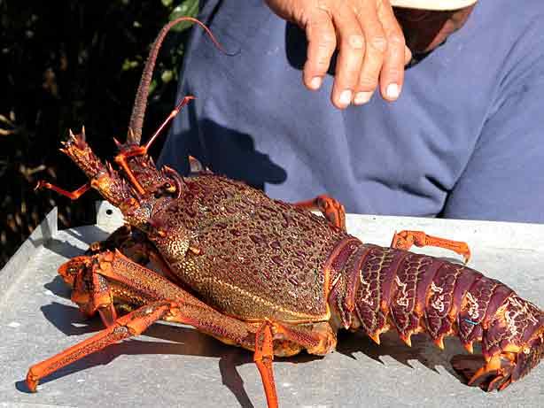 Crayfish under threat from poachers | OFM