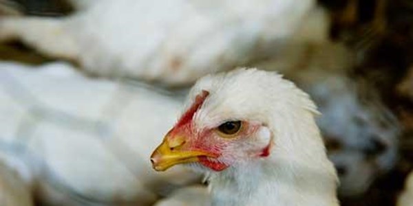 Grainfield Chickens tevrede met regsverloop Grainfield Chickens tevrede met regsverloop | News Article