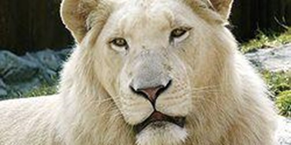 Bloemfontein Zoo to breed rare white lions: report Bloemfontein Zoo to breed rare white lions: report | News Article