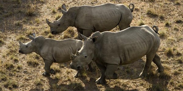 Namibia dehorns rhino to fight poaching | News Article