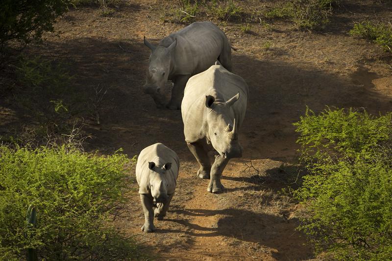 'Rhinos could effectively be extinct in the wild by 2026' | News Article