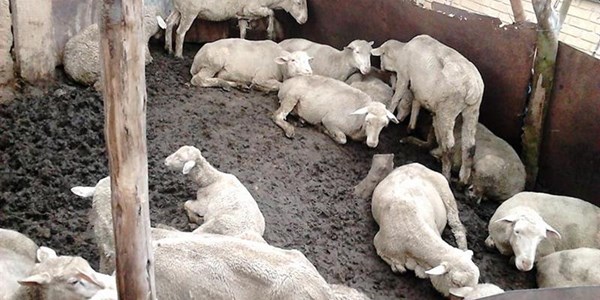 FS police recover 22 stolen livestock | News Article