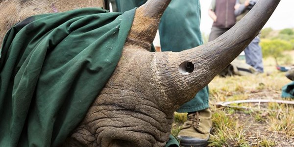 International collaboration needed against rhino poaching | News Article