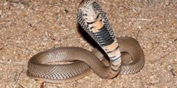 Baby bitten by spitting cobra in Rustenburg | News Article