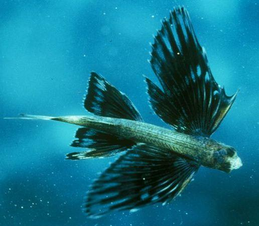 Fast flying fish glides by ferry | OFM