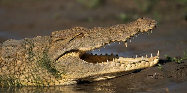 Crocs eat Zim border jumper’s legs: report Crocs eat Zim border jumper’s legs: report | News Article
