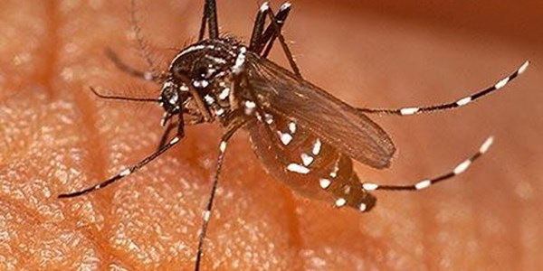 New hope for malaria vaccine | News Article
