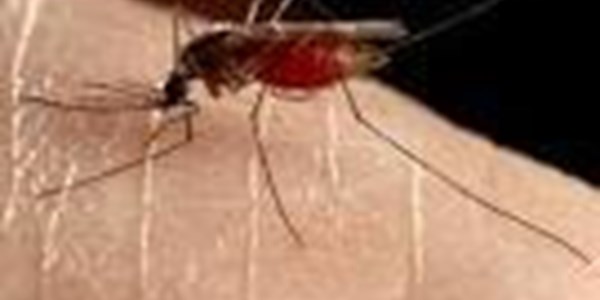 Lab-created mosquitoes could help fight malaria | News Article