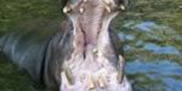 Threatening hippo shot in  Barberton | News Article