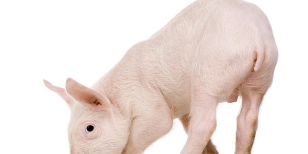Uganda police test two piglets for "terrorism related material" | News Article