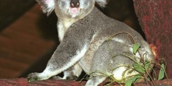 Koalabeertjie oorleef rit onder motor | News Article