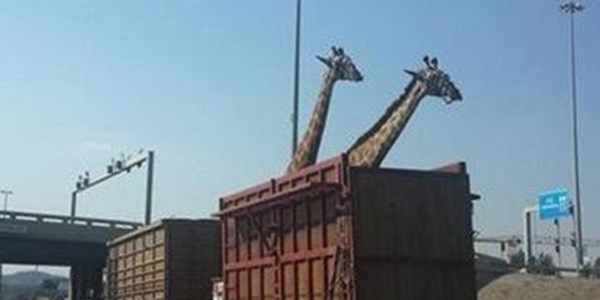 Giraffe dead after its head hit overhead bridge | News Article