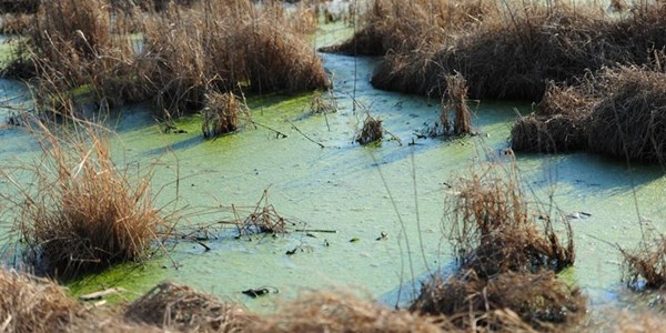 Masilonyana municipality denies claims over Brandfort sewage leakage | News Article