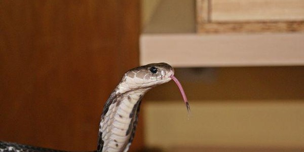 Cobra bites and kills chef after head cut off | News Article