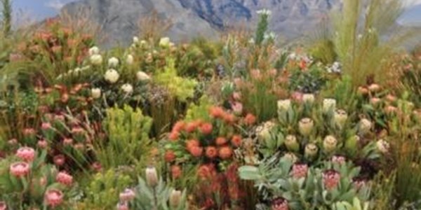 Rare species of Fynbos discovered | News Article