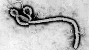 11 Questions about Ebola answered (graphic images) | News Article