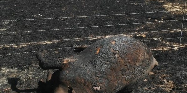 AfriForum stig hulpfonds vir Harrismith ná verwoestende brande [grafiese foto] | News Article